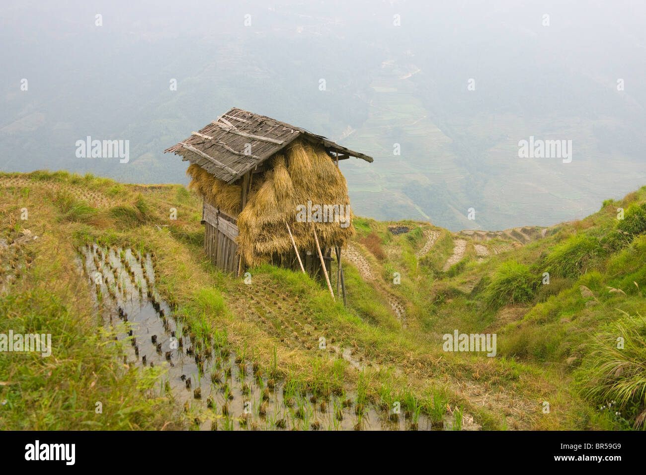 Une petite cabane sur la terrasse de riz, Longsheng, Guangxi, Chine Banque D'Images