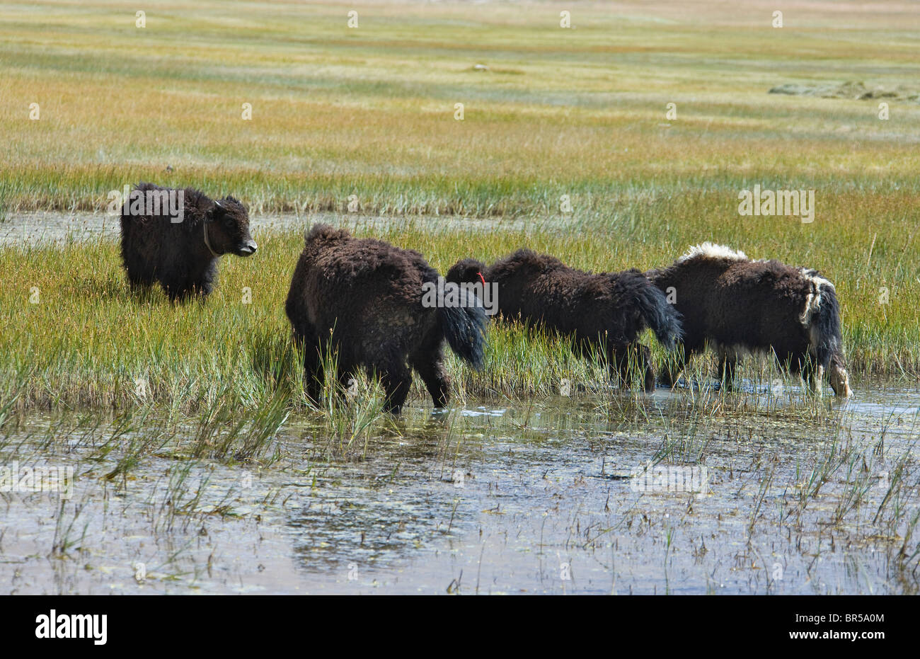Les yacks bébé dans les prés, du plateau de Pamir, Xinjiang, Chine Banque D'Images
