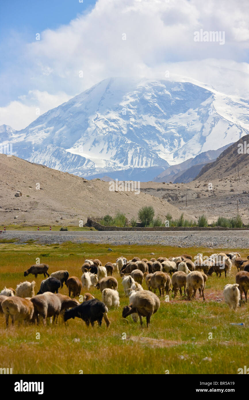 Le pâturage de moutons et de yaks sur le pré, Mt. Dans la distance, Kunlun Plateau du Pamir, Xinjiang, Chine Banque D'Images
