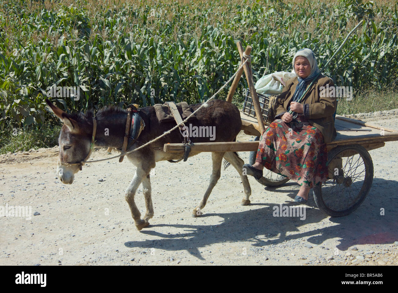 Charrette à âne, Hotan, Xinjiang, Chine Banque D'Images