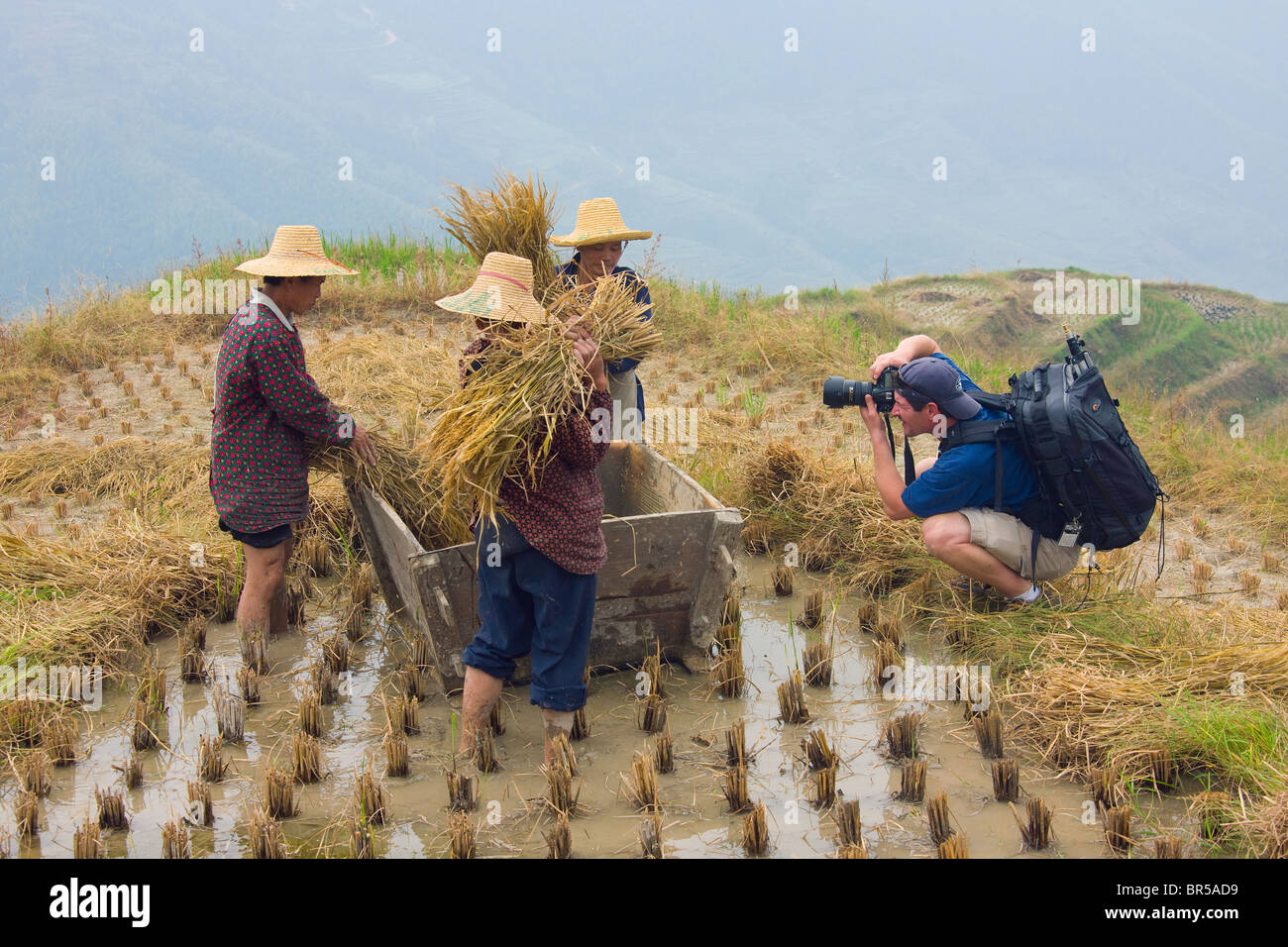 Tourist photographing agriculteurs la récolte du riz sur terrasse de riz, Longsheng, Guangxi, Chine Banque D'Images