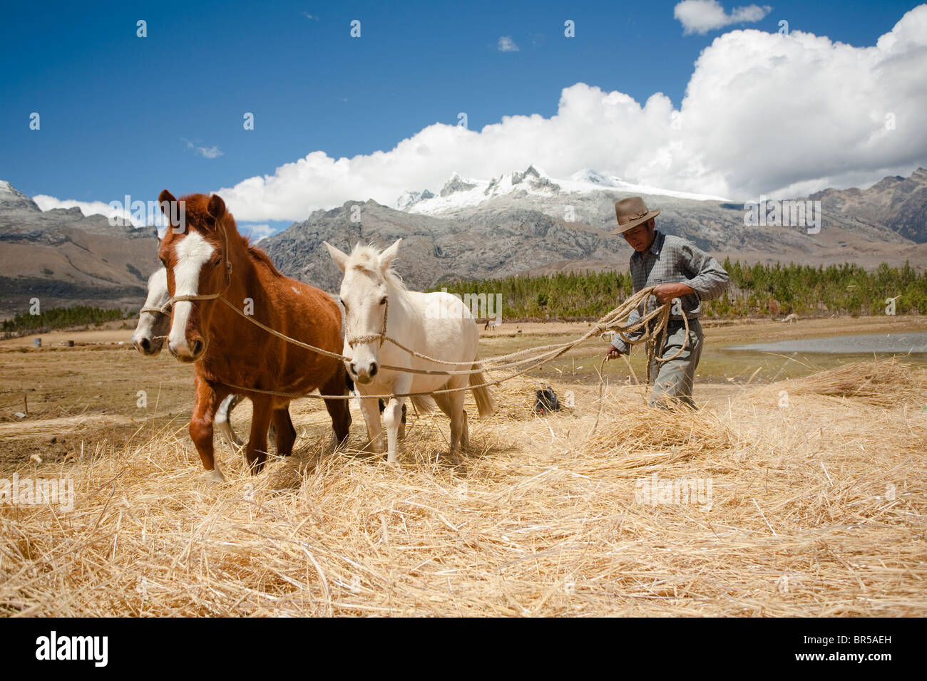 Un homme avec les chevaux à la Quebrada Ishinca Cordillère Blanche du Pérou. Banque D'Images
