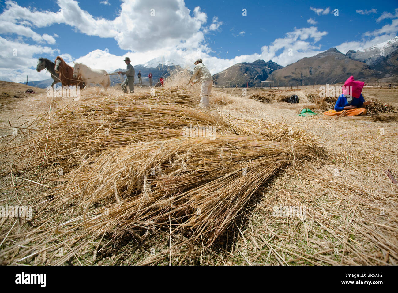 Les personnes travaillant avec du blé à la Quebrada Ishinca Cordillère Blanche du Pérou. Banque D'Images