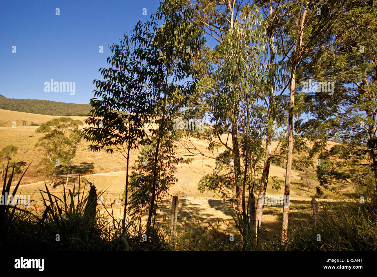 Eucalyptus sur des collines de prairies sèches Banque D'Images
