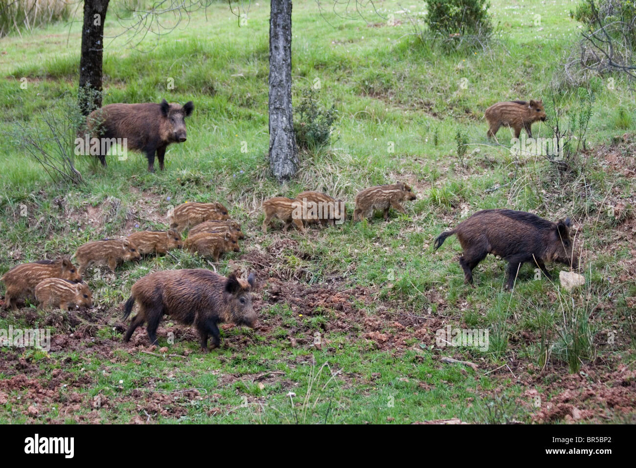 Sanglier ibérique (Sus scrofa) baeticus avec porcelets, Cazorla National Park, province de Jaén, Andalousie, Espagne Banque D'Images