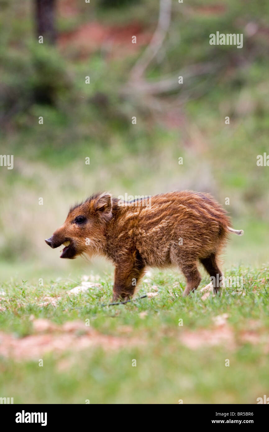 Sanglier porcelet ibérique (Sus scrofa baeticus), le Parc National de Cazorla, Jaen Province, Andalousie, Espagne Banque D'Images