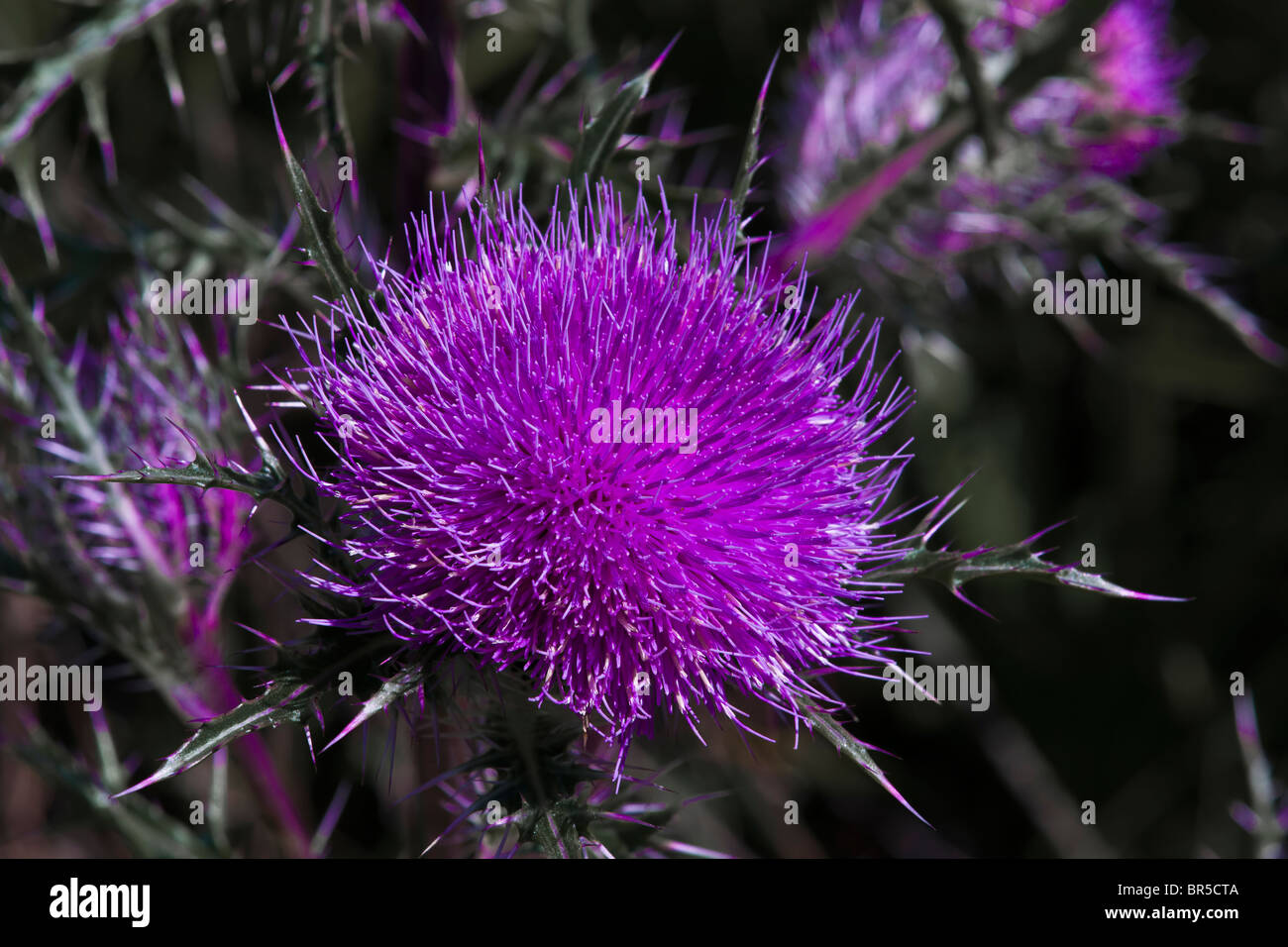 Usine de chardon Banque D'Images