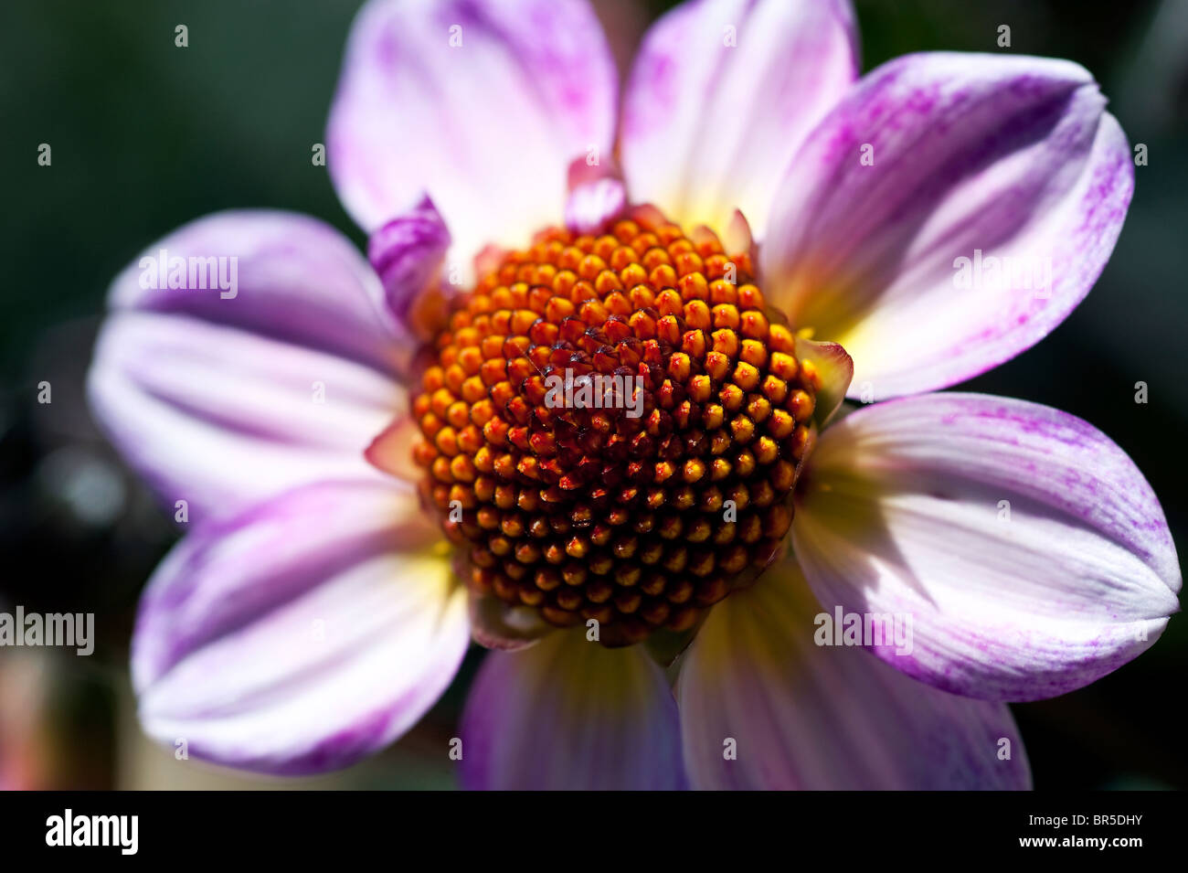 Dahlias 'American PIe', Simple Mignon' Banque D'Images