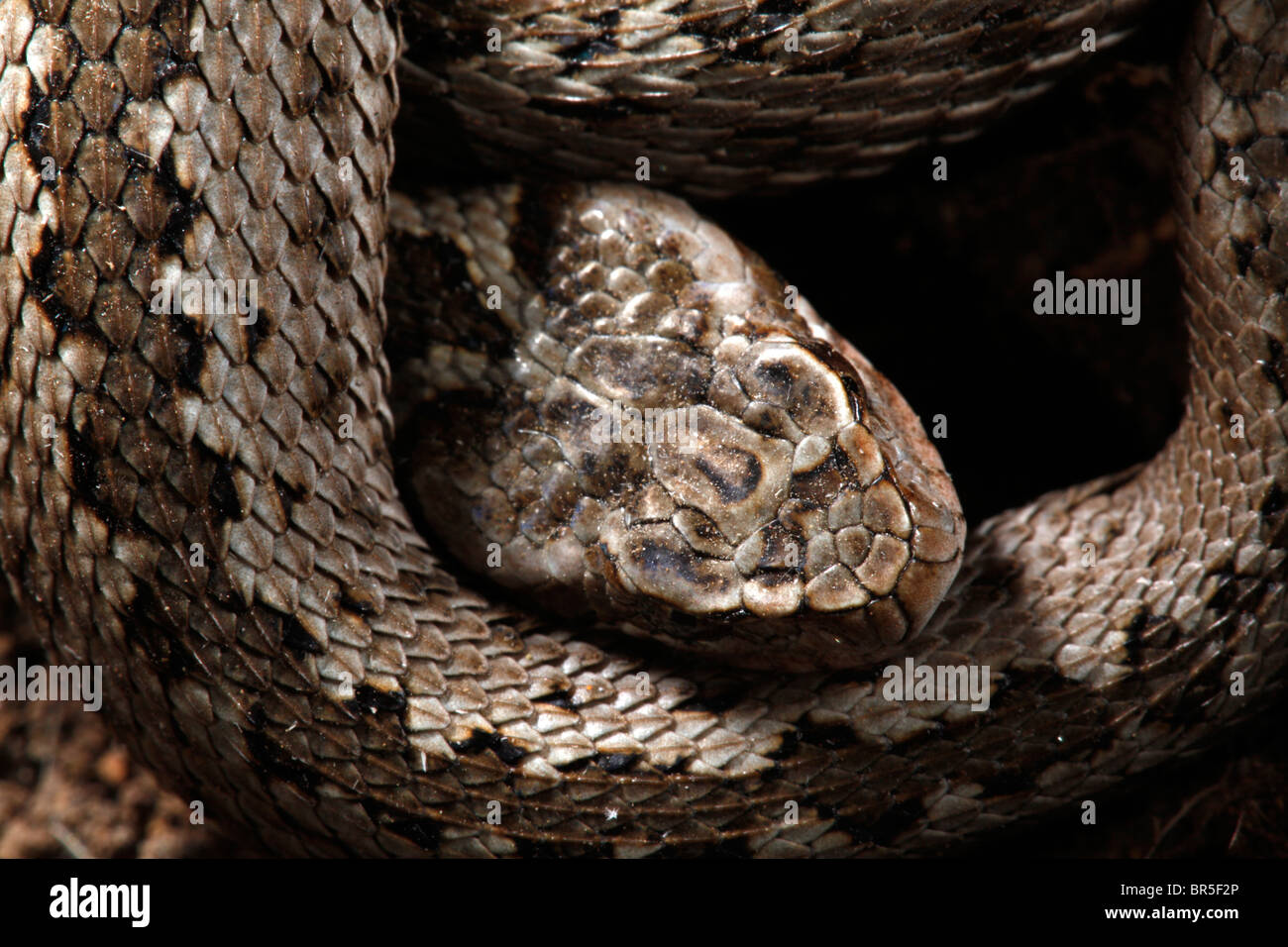 Plan Macro sur tête de vipère enroulée (Macrovipera lebetina) avec une profondeur de champ Banque D'Images