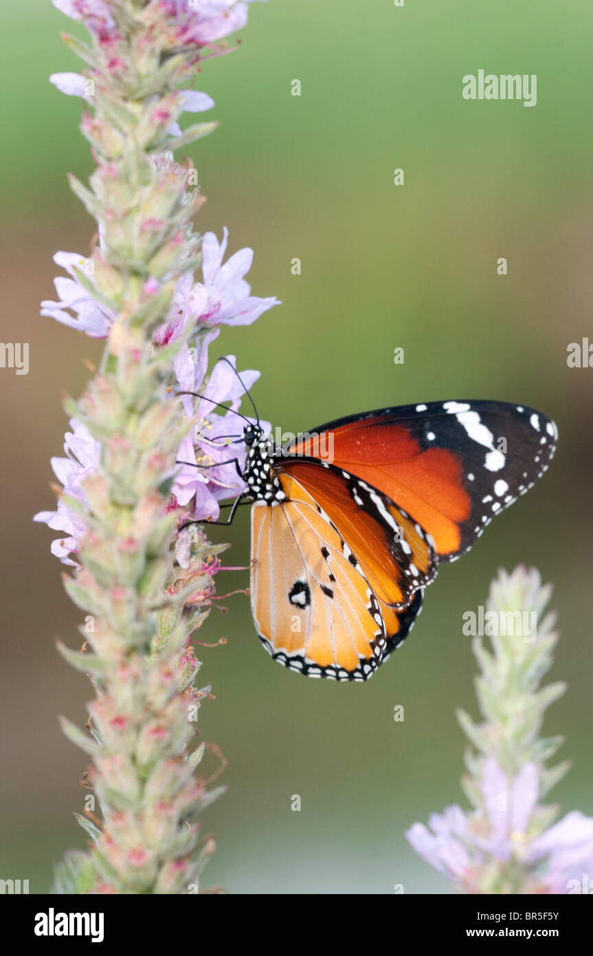 Close up d'un tigre (Danaus chrysippe) AKA Papillon monarque africain tourné en Israël, Août Banque D'Images