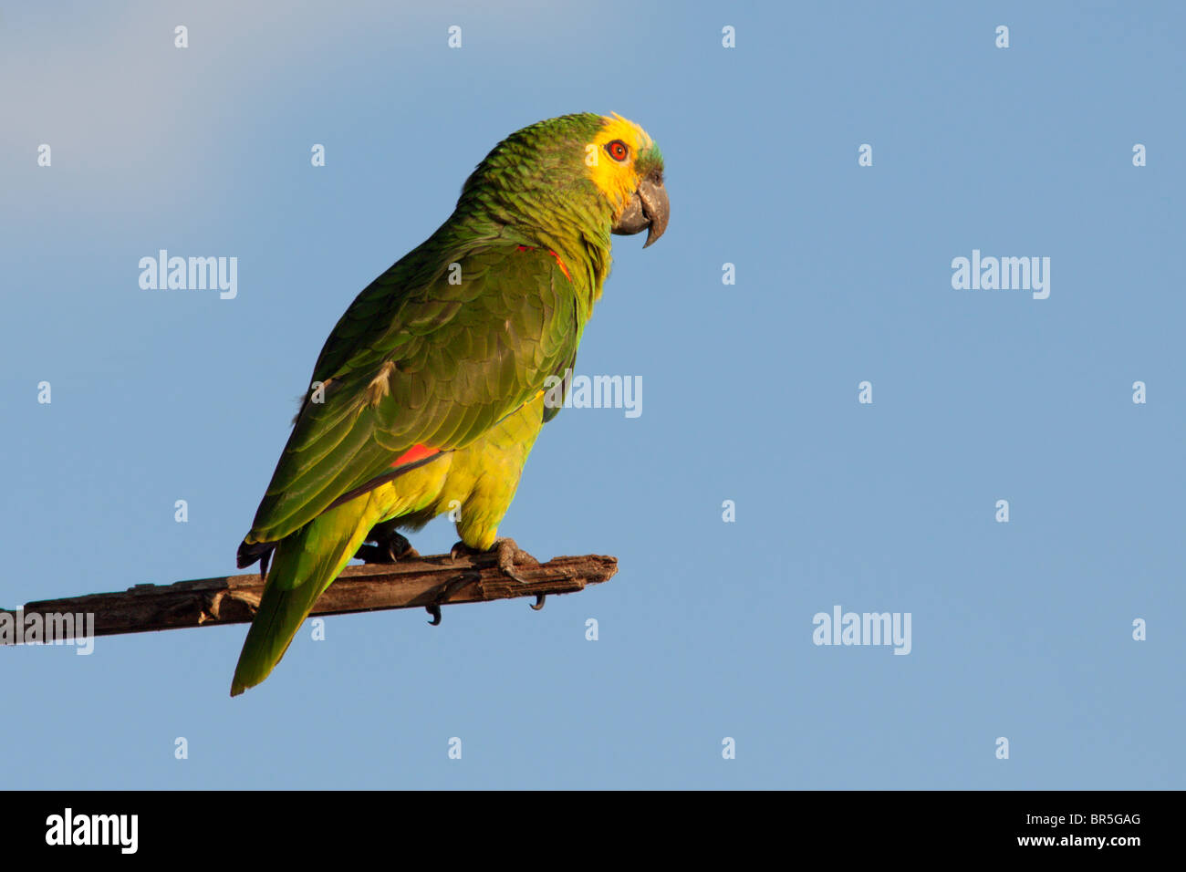 À la façade bleu Amazon Parrot Banque D'Images