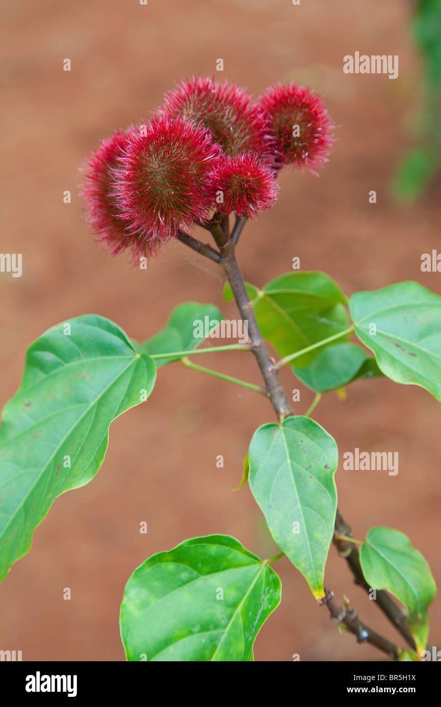 Zanzibar, Tanzanie. Rouge, Rouge à Lèvres Plante Arbre, Bixa Orellana. Banque D'Images
