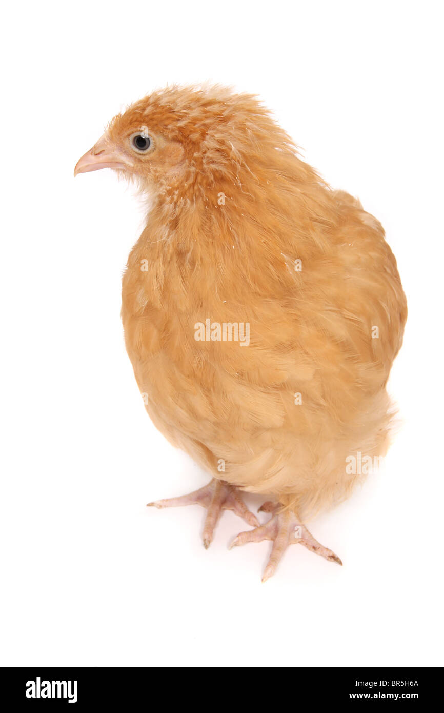 Un jeune poulet photographié sur un fond blanc Banque D'Images
