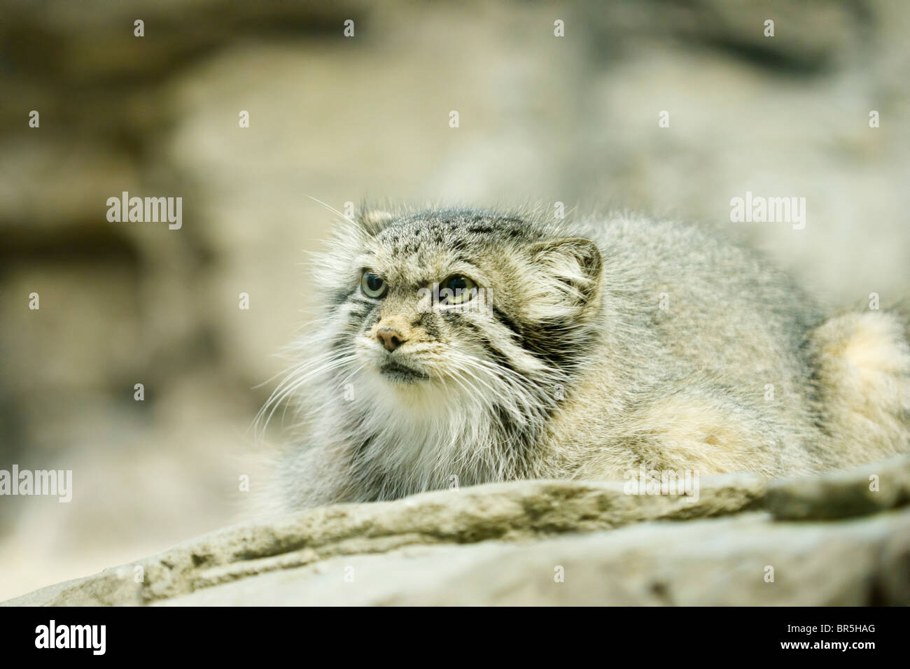 Le chat de Pallas (Otocolobus manul ou Felis manul) Banque D'Images