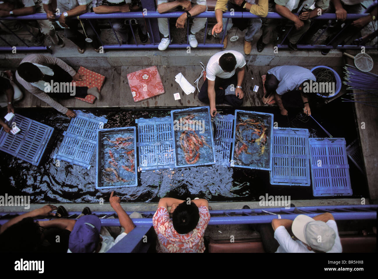 La carpe à la vente à un marché Banque D'Images