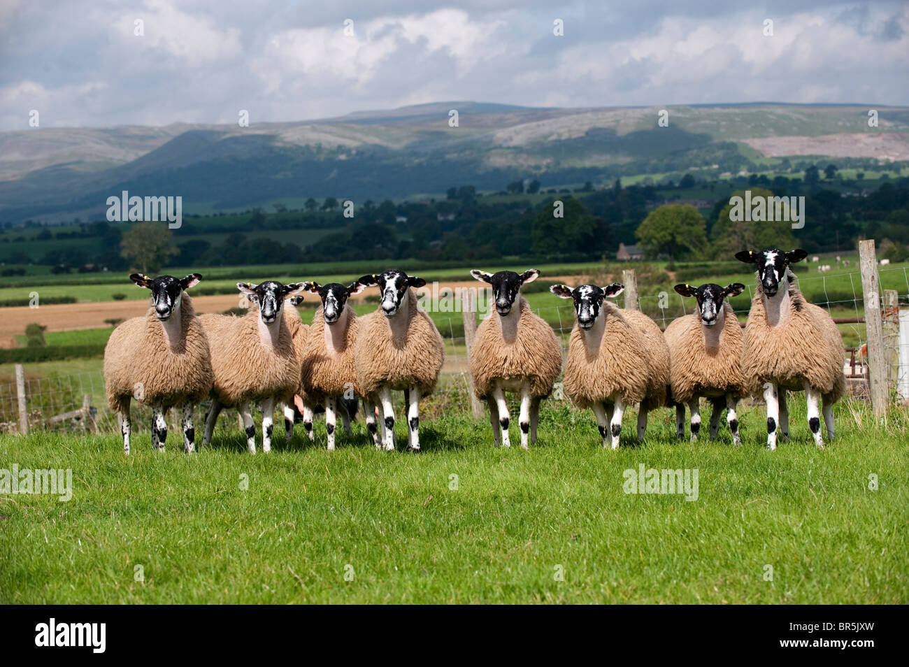 Mule gimmer agneaux paissant dans les pâturages. Cumbria Banque D'Images