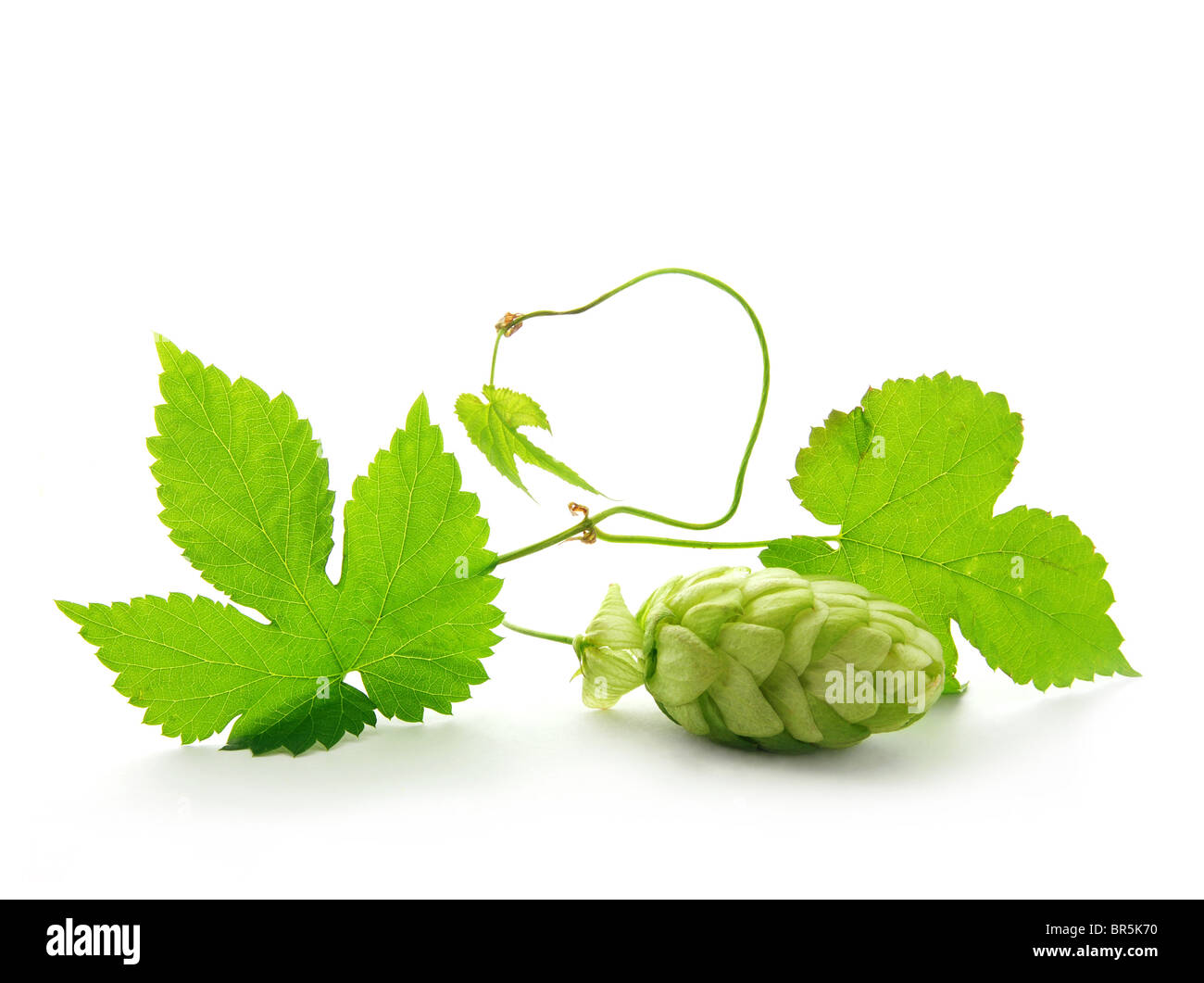 Cône et feuilles de houblon Banque D'Images