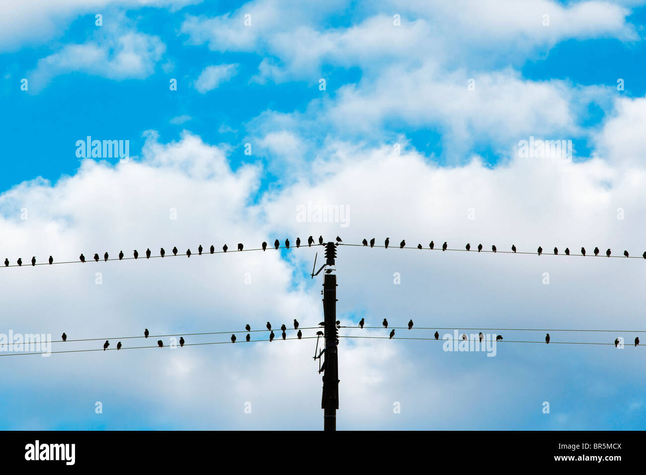 Oiseaux assis sur les fils d'électricité - Ciel bleu et nuages blancs Banque D'Images