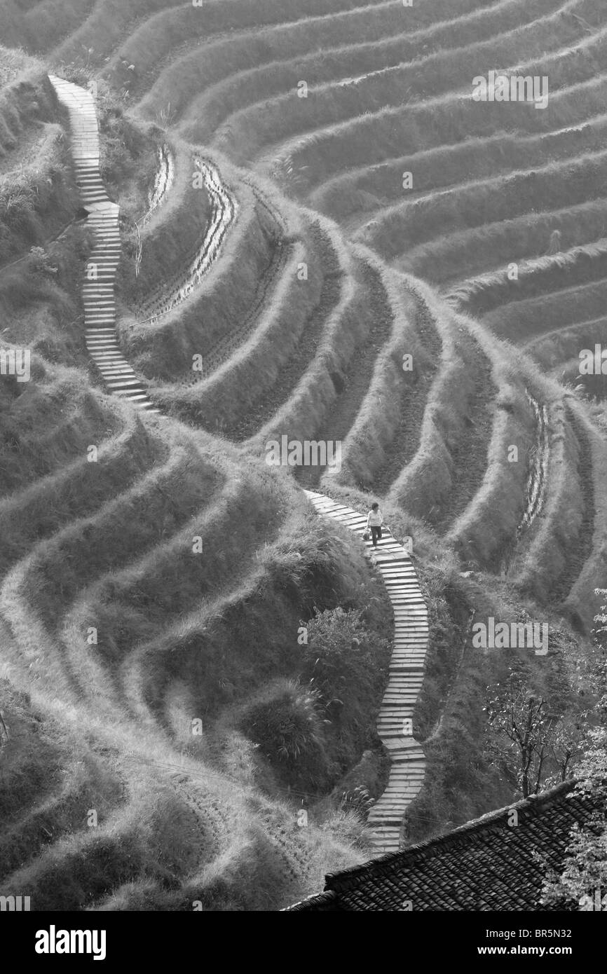 Terrasses de riz dans la montagne, Longsheng, Guangxi, Chine Banque D'Images