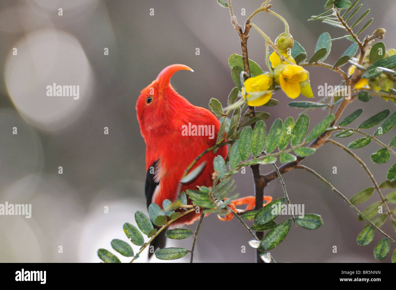 'I'iwi bird - Hawaiian Honeycreeper - extraction de nectar, Maui, Hawaii Islands, Florida, USA. Banque D'Images