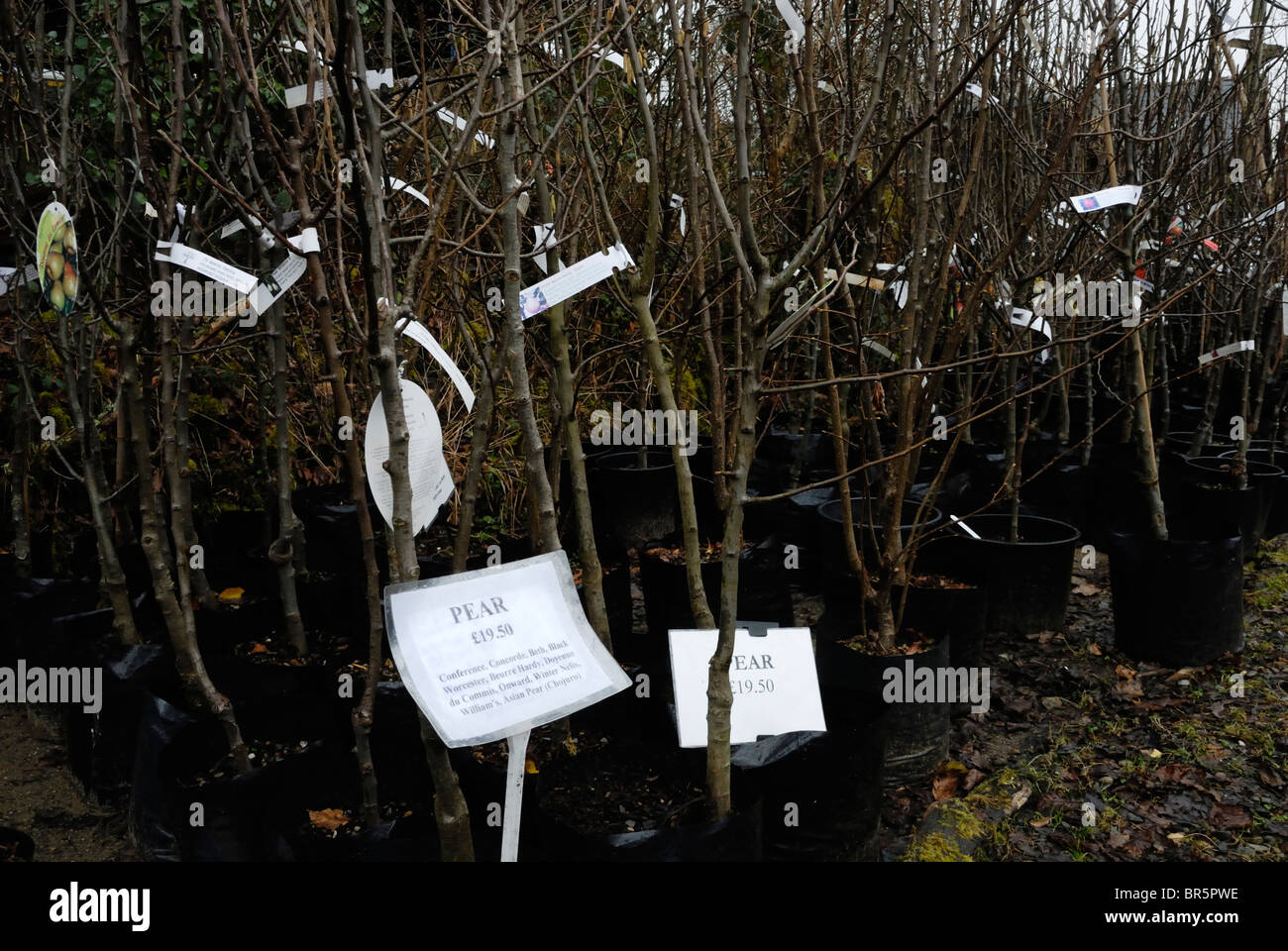 Jeune fille de poiriers cultivés en pot pour la vente d'un service spécialisé pour une pépinière, au Pays de Galles. Banque D'Images