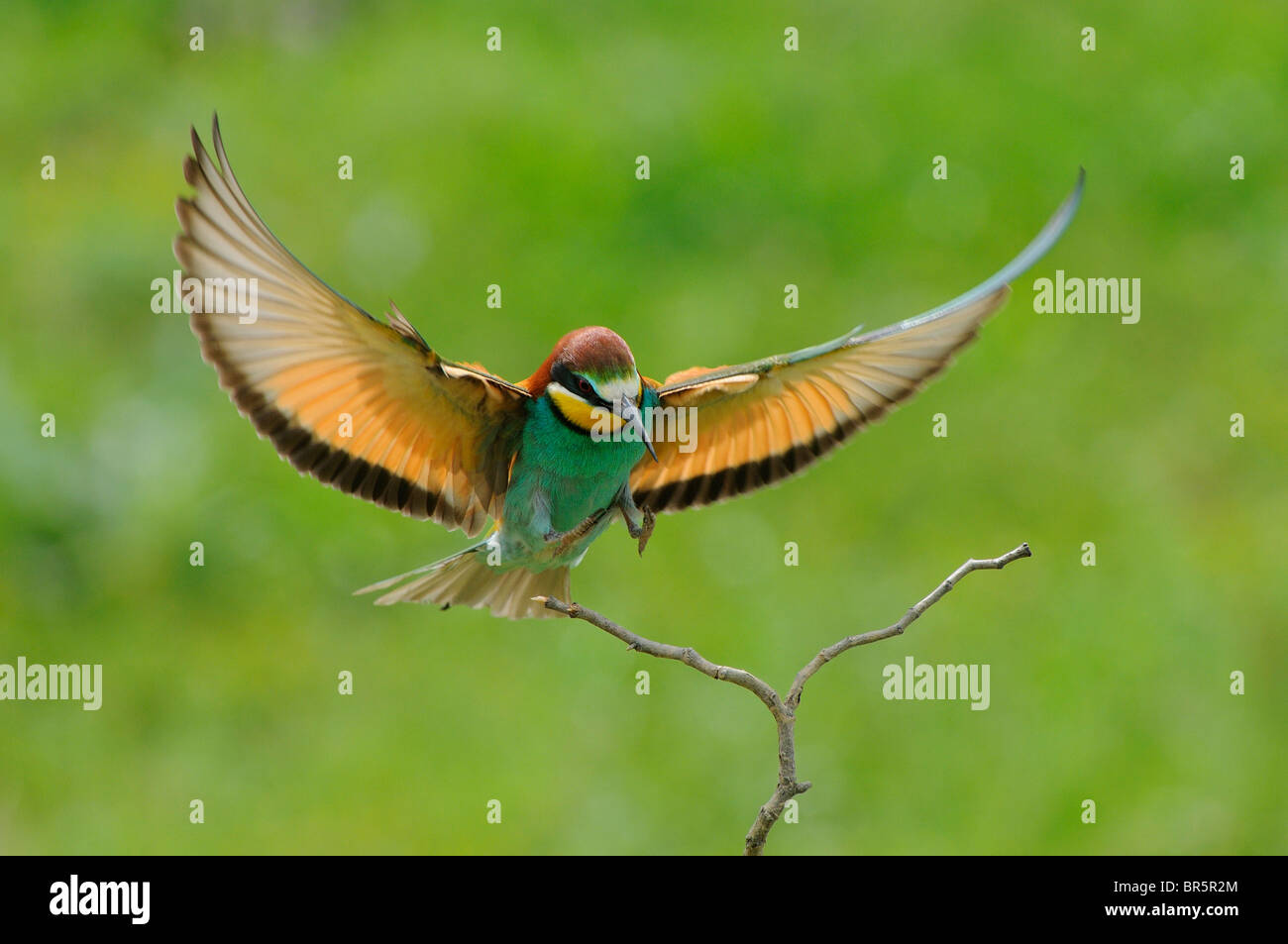 Guêpier d'Europe (Merops apiaster) sur le point d'atterrir sur des rameaux, la Bulgarie. Banque D'Images