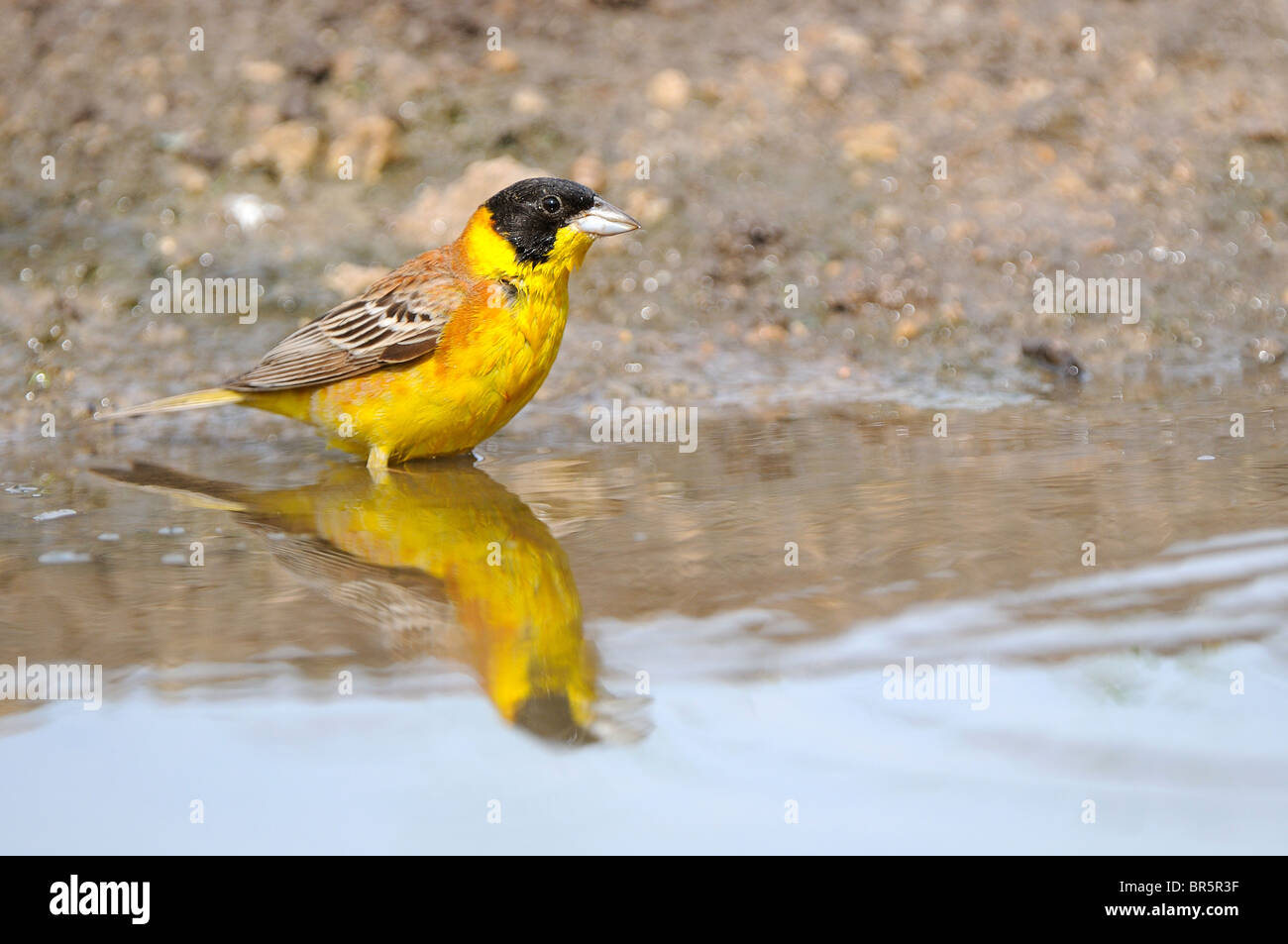 À tête noire (Emberiza melanocephala) debout dans l'eau, la Bulgarie Banque D'Images