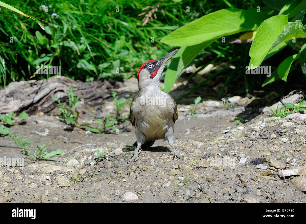 Pic Vert (Picus viridis) hommes debout sur le sol, dans l'Oxfordshire, UK. Banque D'Images