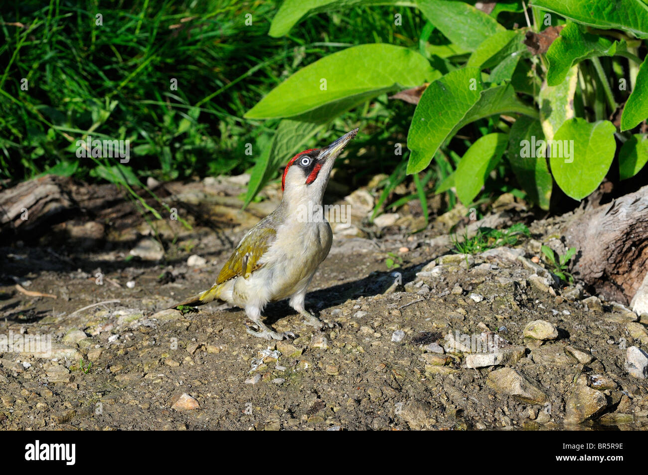 Pic Vert (Picus viridis) hommes debout sur le sol, dans l'Oxfordshire, UK. Banque D'Images