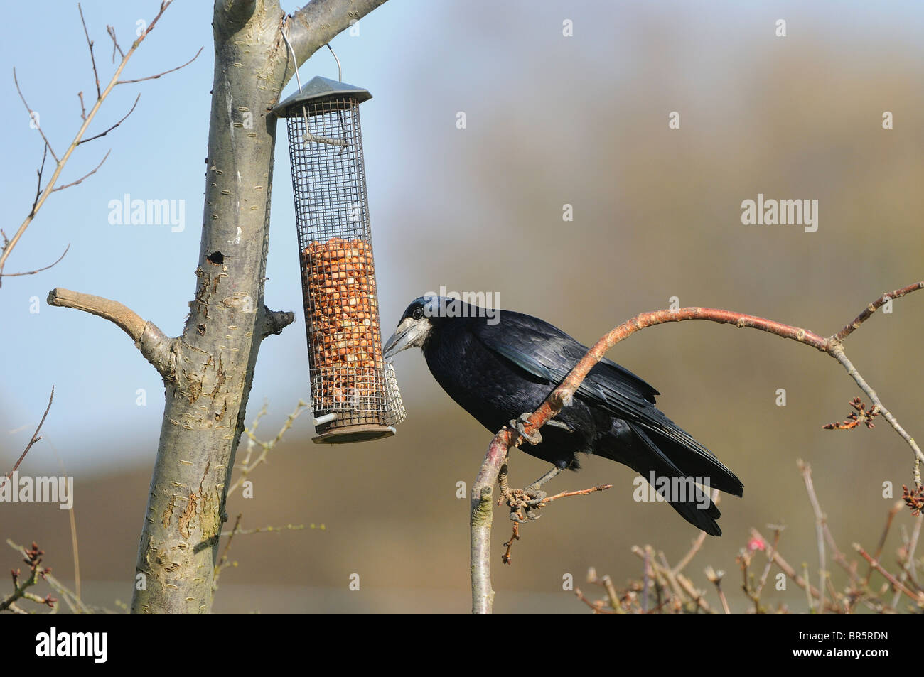 Corbeau freux (corvus frugilegus) en tenant les arachides, de jardin, d'Oxfordshire, UK. Banque D'Images