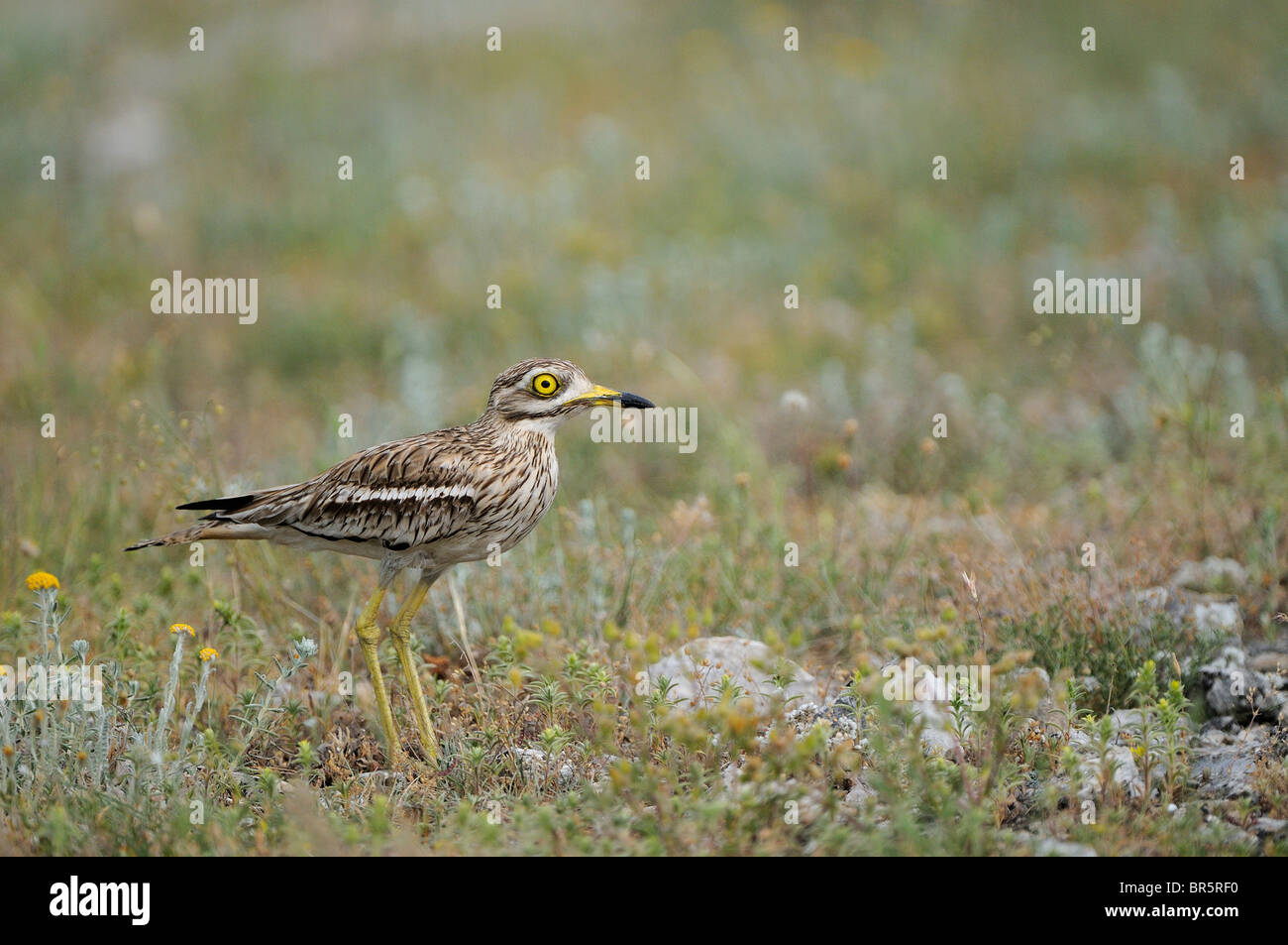 Stone-curlew (Burhinus bistriatus) debout sur un terrain accidenté, Bulgarie Banque D'Images