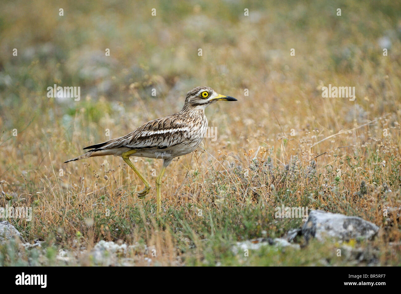 Stone-curlew (Burhinus bistriatus) marcher sur un terrain accidenté, Bulgarie Banque D'Images