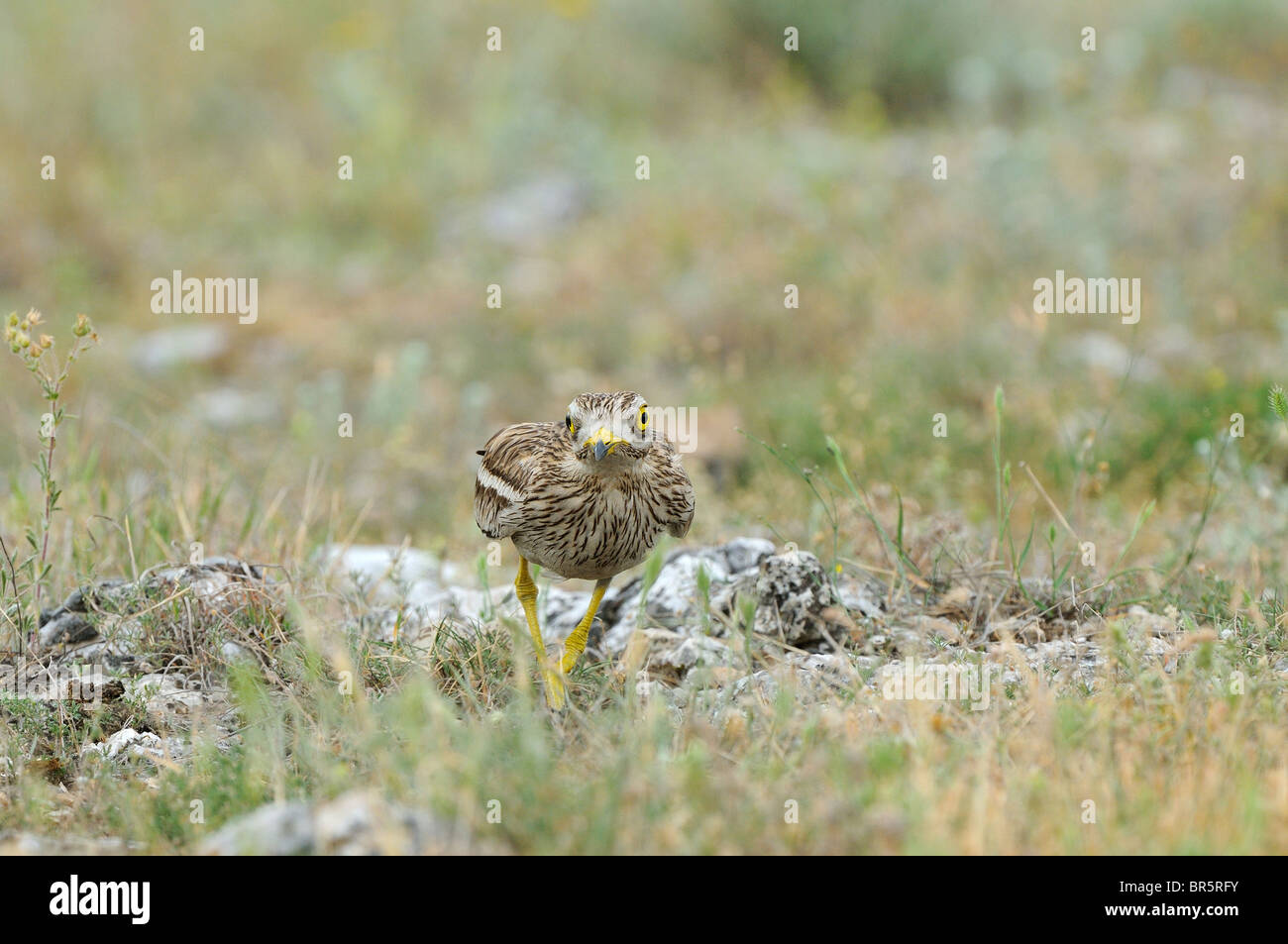 Stone-curlew (Burhinus bistriatus) marcher sur un terrain accidenté, Bulgarie Banque D'Images