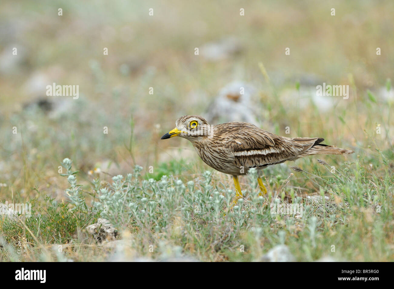Stone-curlew (Burhinus bistriatus) marcher sur un terrain accidenté, Bulgarie Banque D'Images