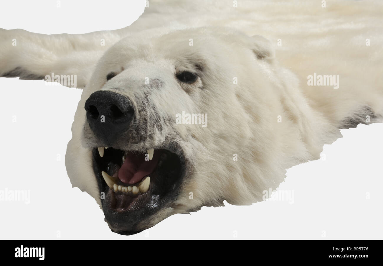 Peau d'ours polaire, Groenland, 1965 Peau d'un ours polaire mâle (Ursus  maritimus) avec tête réaliste et préparée en trois dimensions. Sur tapis en  tissu noir. Certification CITES disponible. Longueur environ 250 cm,