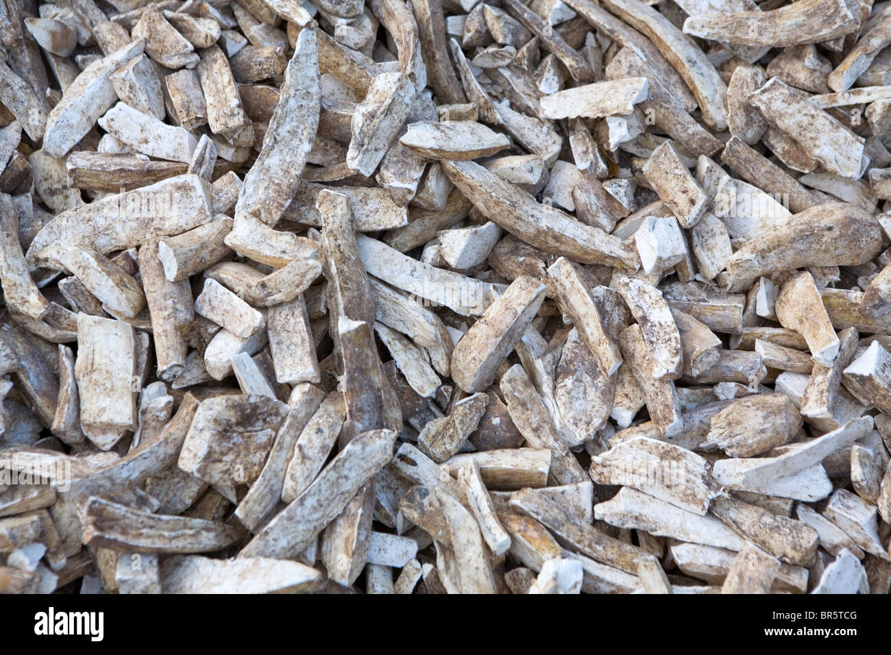 Une pile de récolte de manioc en cours de traitement pour la consommation. Banque D'Images