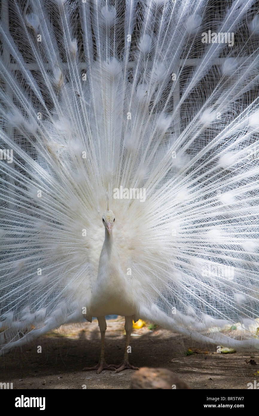 Paon blanc avec queue ouverte Banque D'Images