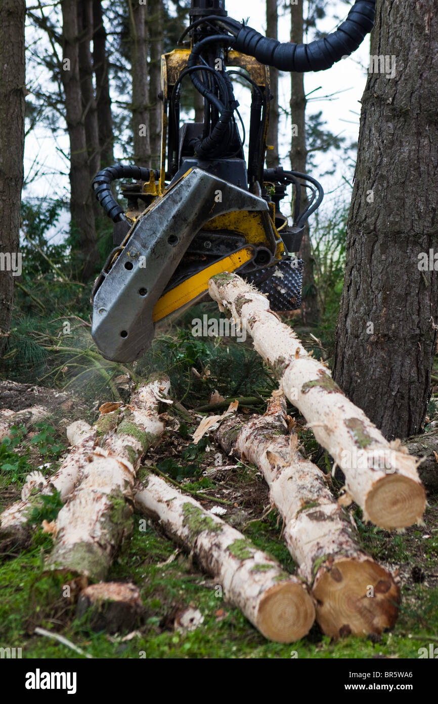 Un John Deere Timberjack abattre des arbres en bois durable dans le Suffolk, UK. Il côtelettes machine des arbres prêts pour l'écaillage. Banque D'Images