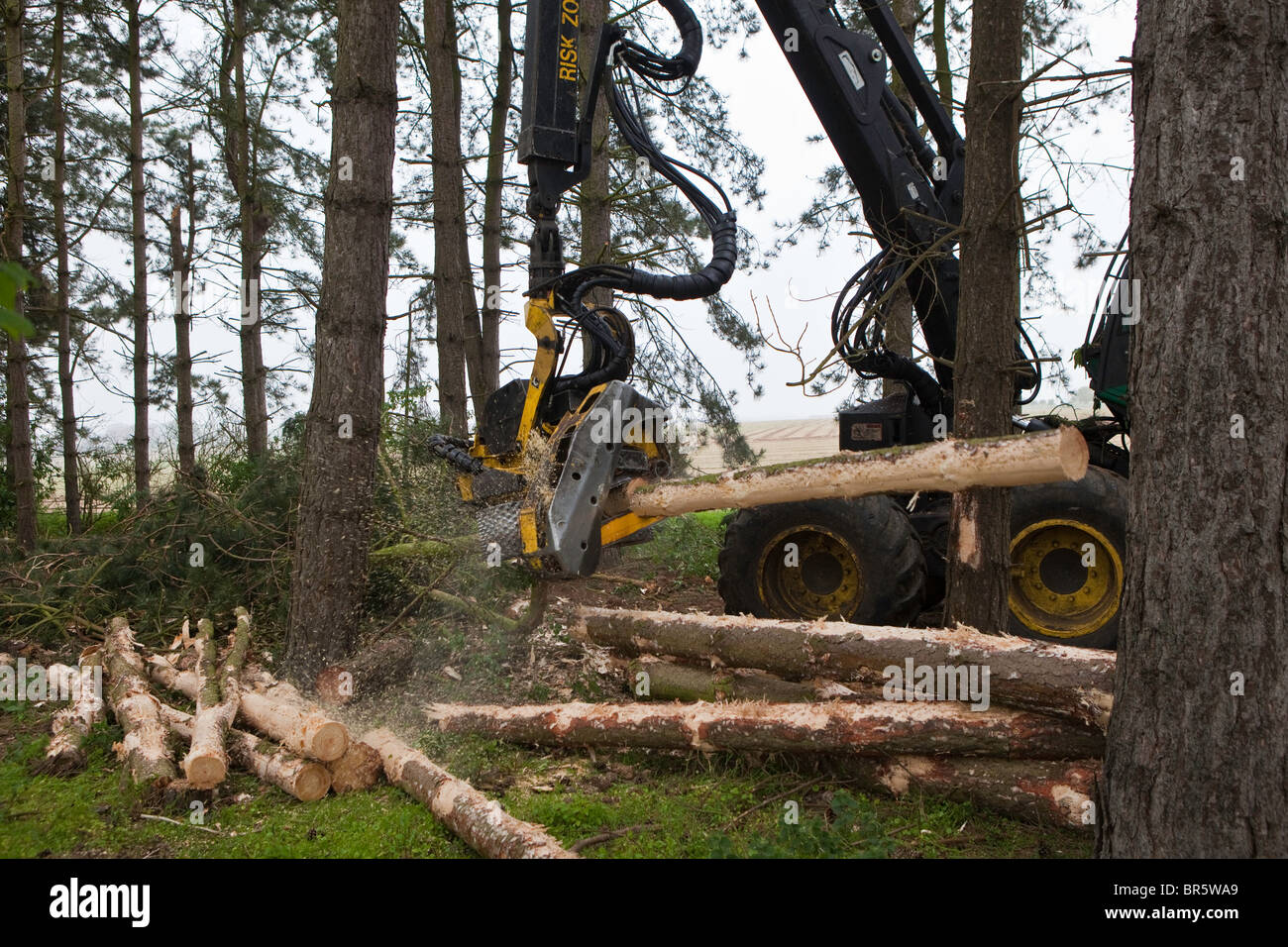 Un John Deere Timberjack abattre des arbres en bois durable dans le Suffolk, UK. Il côtelettes machine des arbres prêts pour l'écaillage. Banque D'Images