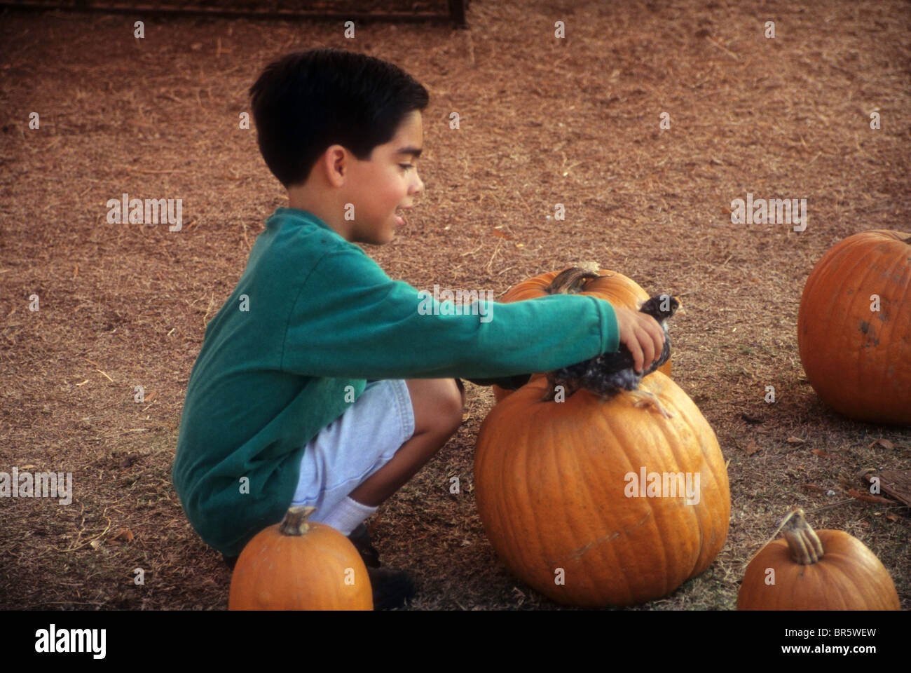 Young Hispanic boy choisissez sélectionner pumpkin jack-o-lantern Halloween de produits agricoles culture tradition d'événements Banque D'Images