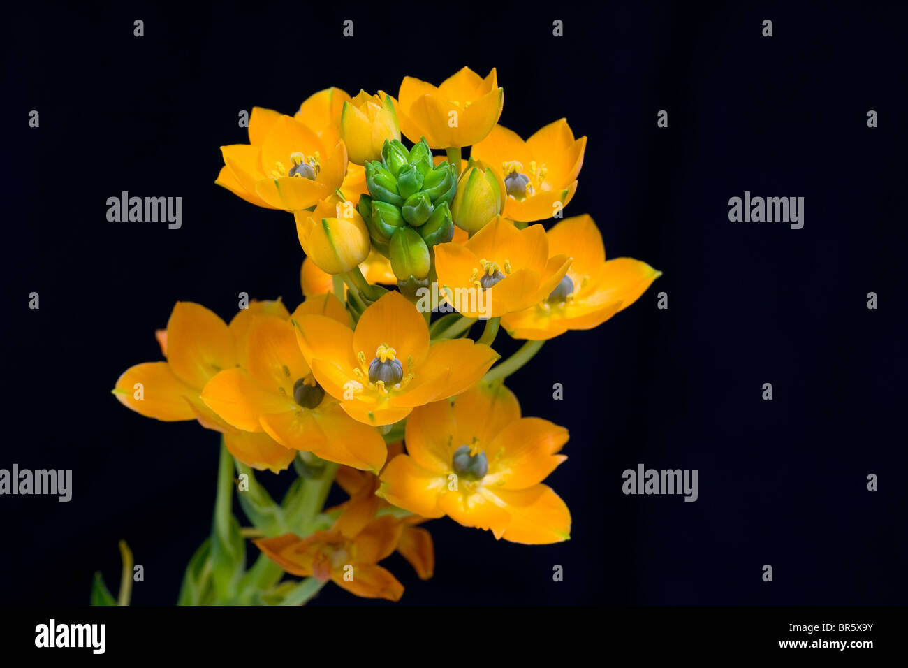 Ornithogalum Dubium sur fond noir. Tourné en studio. Banque D'Images