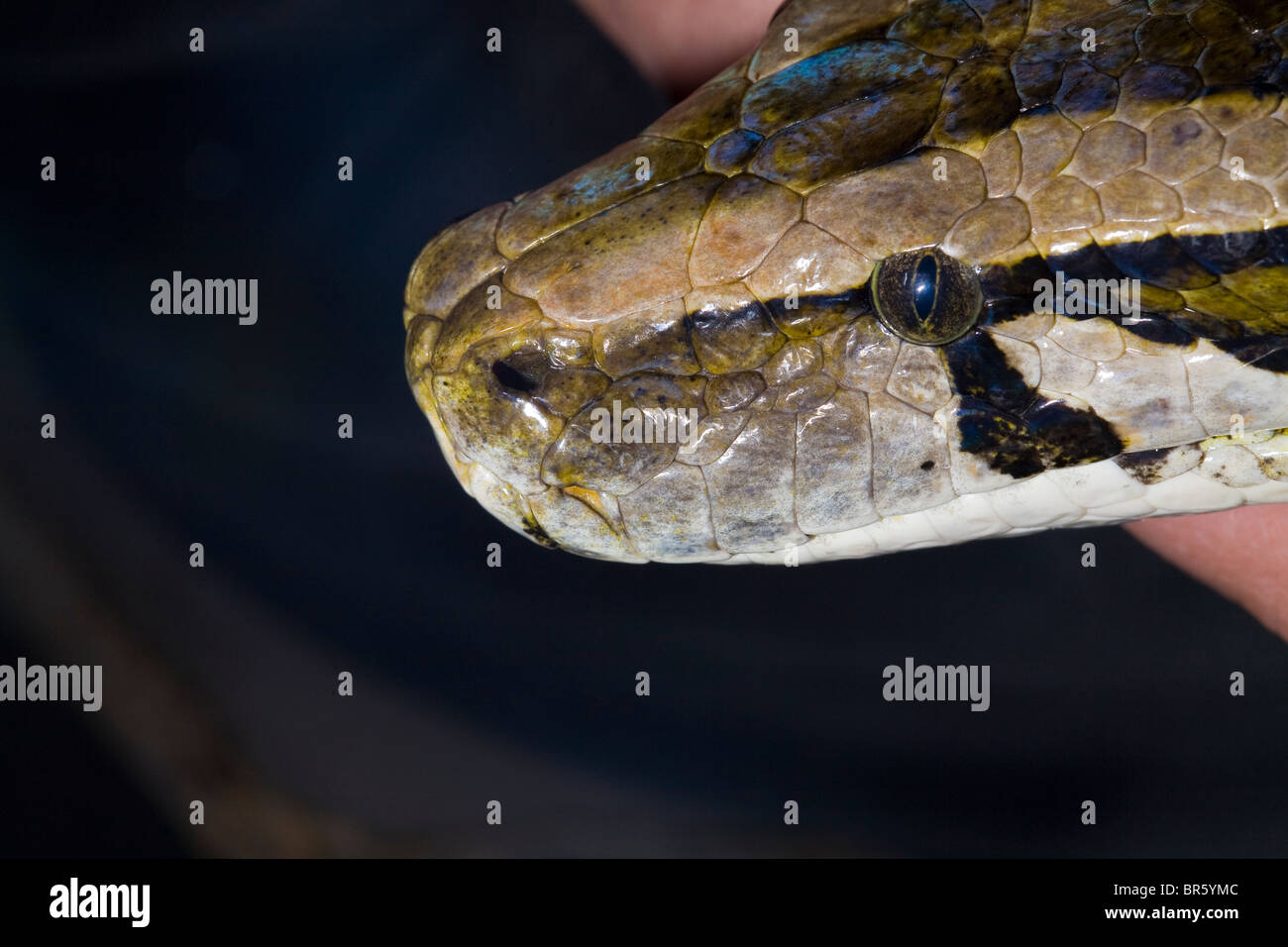 Chef de tiger python (Python molurus) Banque D'Images