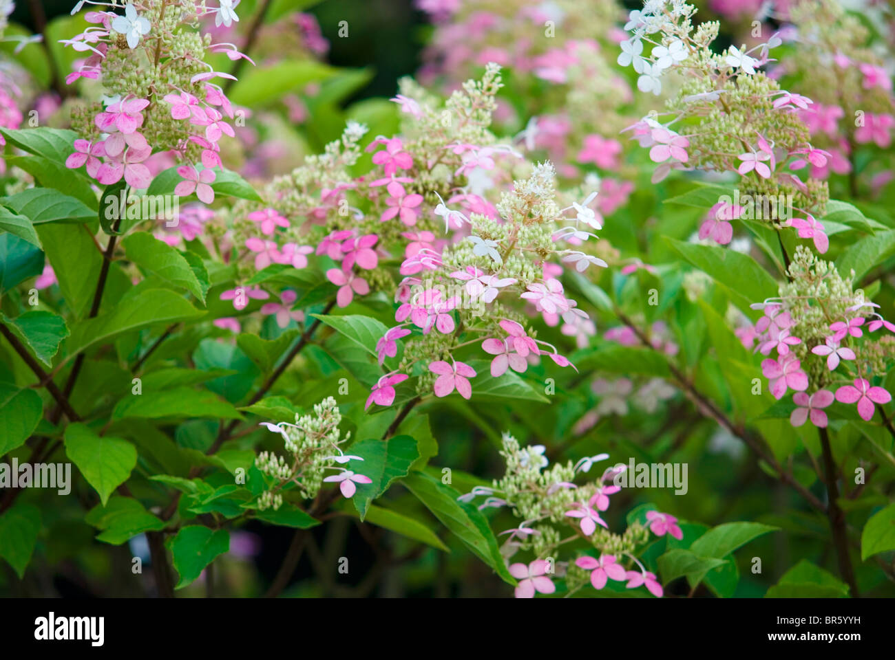 L'Hydrangea paniculata BIG BEN Banque D'Images