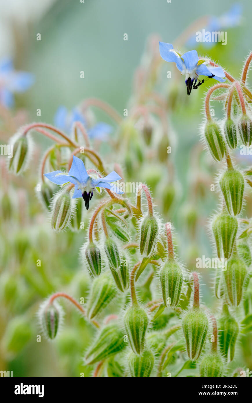 Borago officinalis bourrache, fleurs et bourgeons. Banque D'Images