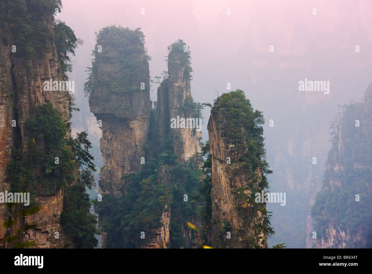 Des pics de montagne, parc forestier national de Zhangjiajie, Wulingyuan Scenic Area, Province du Hunan, Chine Banque D'Images