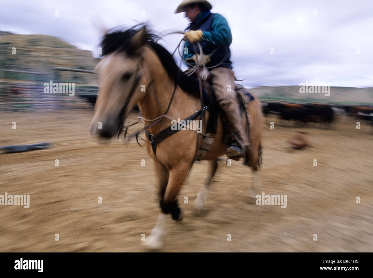 Travailler dans un ranch Banque de photographies et d’images à haute résolution Alamy