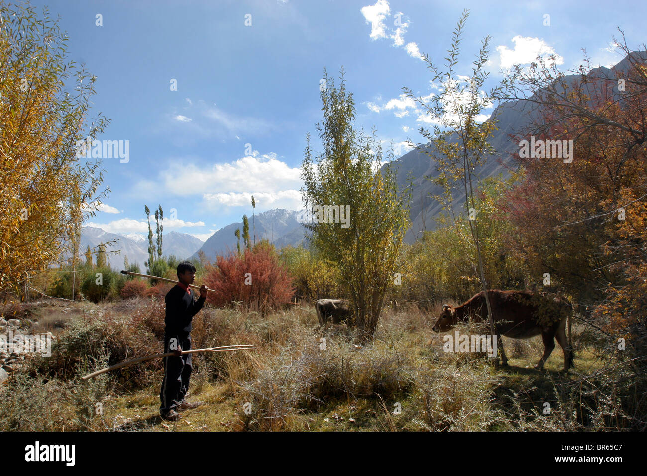 Un homme tend à ses vaches dans la ville de trekking dans la vallée de Nubra au Ladakh, Inde. Banque D'Images