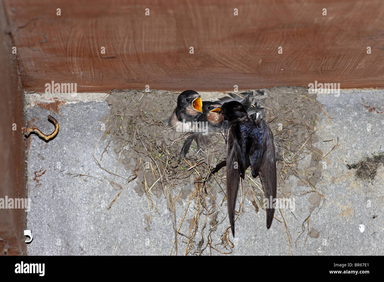 Des profils Swallow Hirundo rustica nourrissant ses jeunes au nid United Kingdom Banque D'Images
