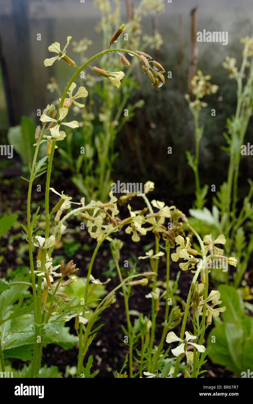 Eruca sativa, Roquette salade de fleurs. Banque D'Images