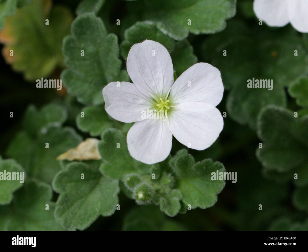 Heronsbill ou Storksbill, Erodium corsicum 'Album', Géraniacées, Corse et Sardaigne, en Europe Banque D'Images